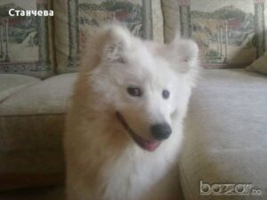 {|bg|}Хотел за кучета и котки{|/bg|}