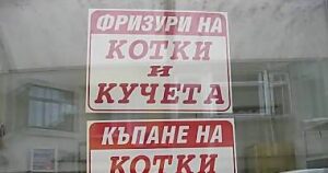 Салон за фризури на кучета и котки ”Ивана” Бургас