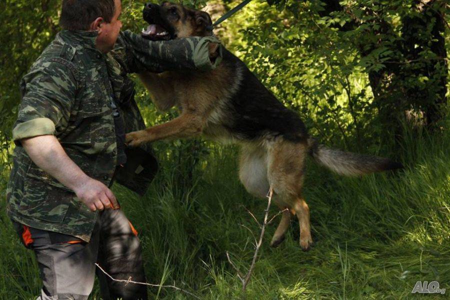 Обучение и Хотел за кучета в домашна среда, Бургас