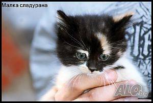 Снимам кучета, София